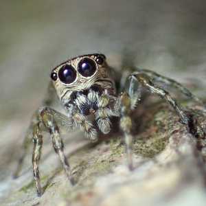 عناكب غريبة ظهرت في بريطانيا