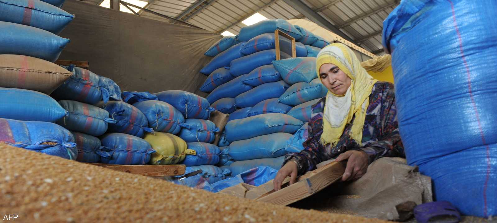 القمح المغربي يتضرر جراء التغير المناخي