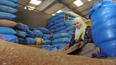 دولة عربية تتصدر.. كيف تأثر القمح عالميا بتغير المناخ؟