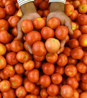 يحتار كثيرون في تصنيف الطماطم من الخضراوات أو الفواكه