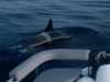 الحيتان القاتلة تهاجم قاربا في مايو 2020