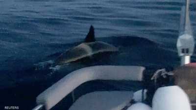 الحيتان القاتلة تهاجم قاربا في مايو 2020