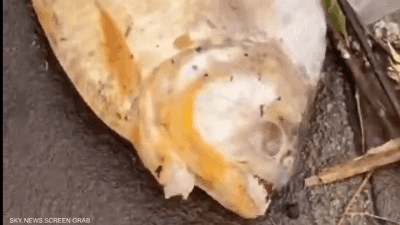 فيديو.. سمك "البيرانا" المفترس ينتشر في شوارع البرازيل