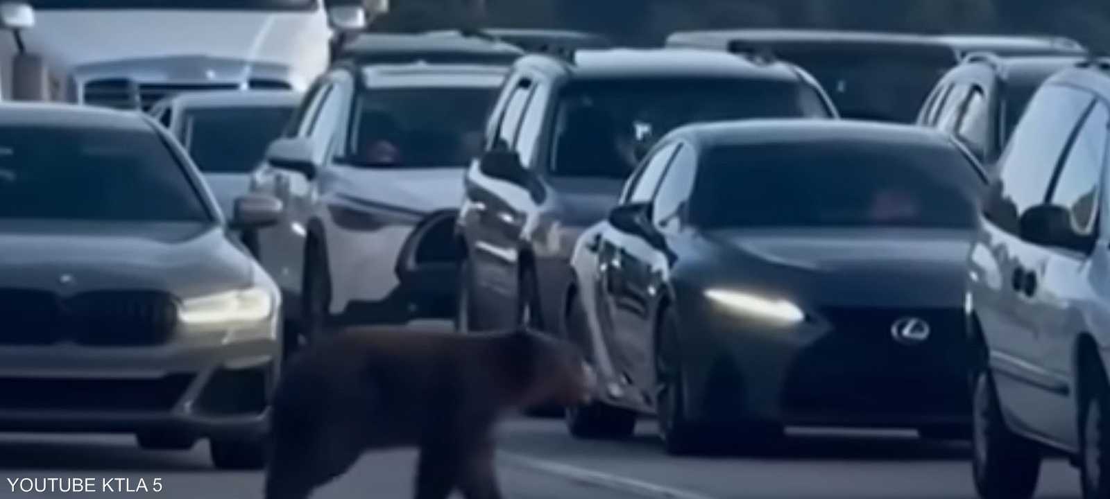 الدب عطّل حركة السير