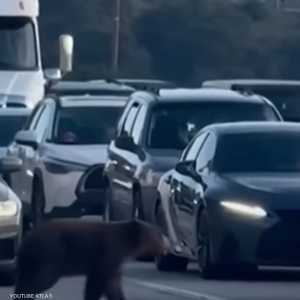 الدب عطّل حركة السير