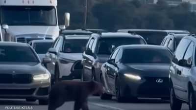 فيديو لظهور "غير متوقع" لدب على طريق سريع في كاليفورنيا