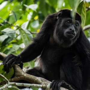 قرد العواء ينتشر في المكسيك