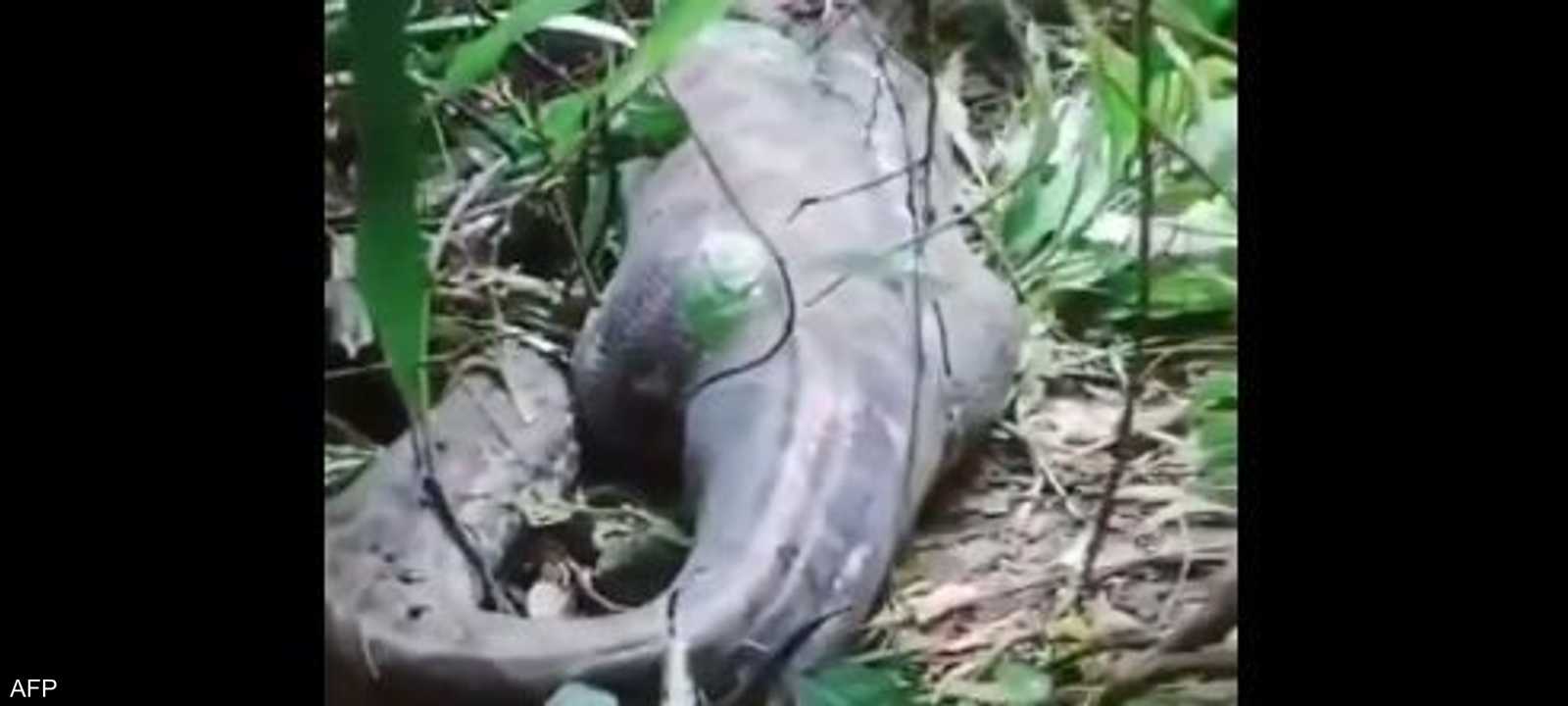 يبلغ طول الثعبان 5 أمتار