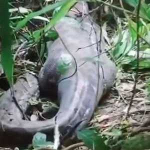 يبلغ طول الثعبان 5 أمتار