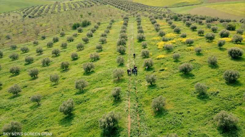 أشجار الزيتون تهيمن على أكثر من 30% من أراضي تونس