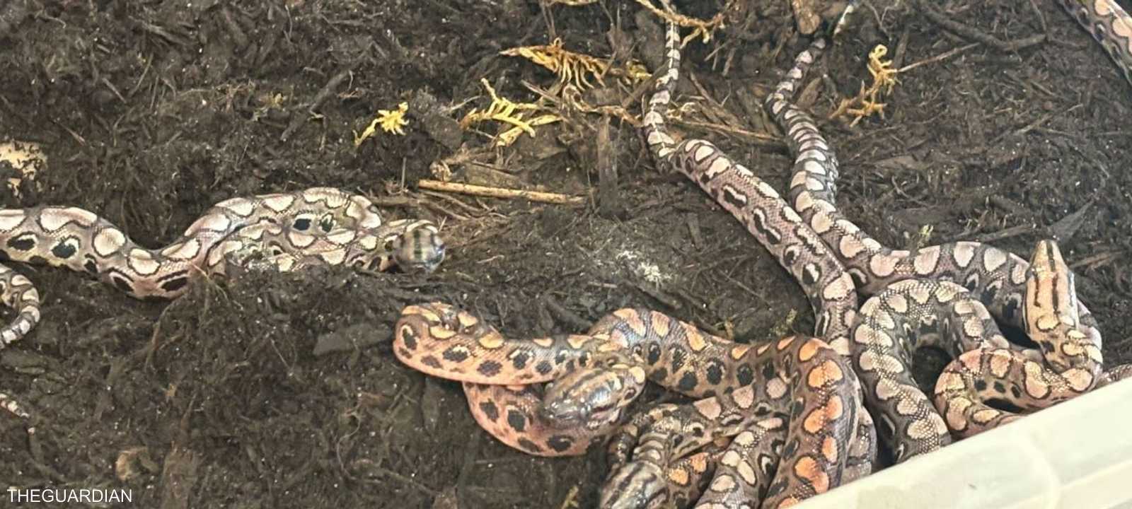الثعبان أنجب 14 صغيرا بشكل مفاجئ