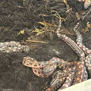 الثعبان أنجب 14 صغيرا بشكل مفاجئ