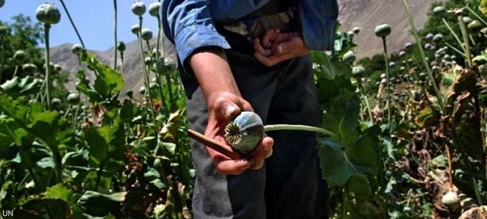 القنب لا يزال المخدر الأكثر انتشارا في أفريقيا