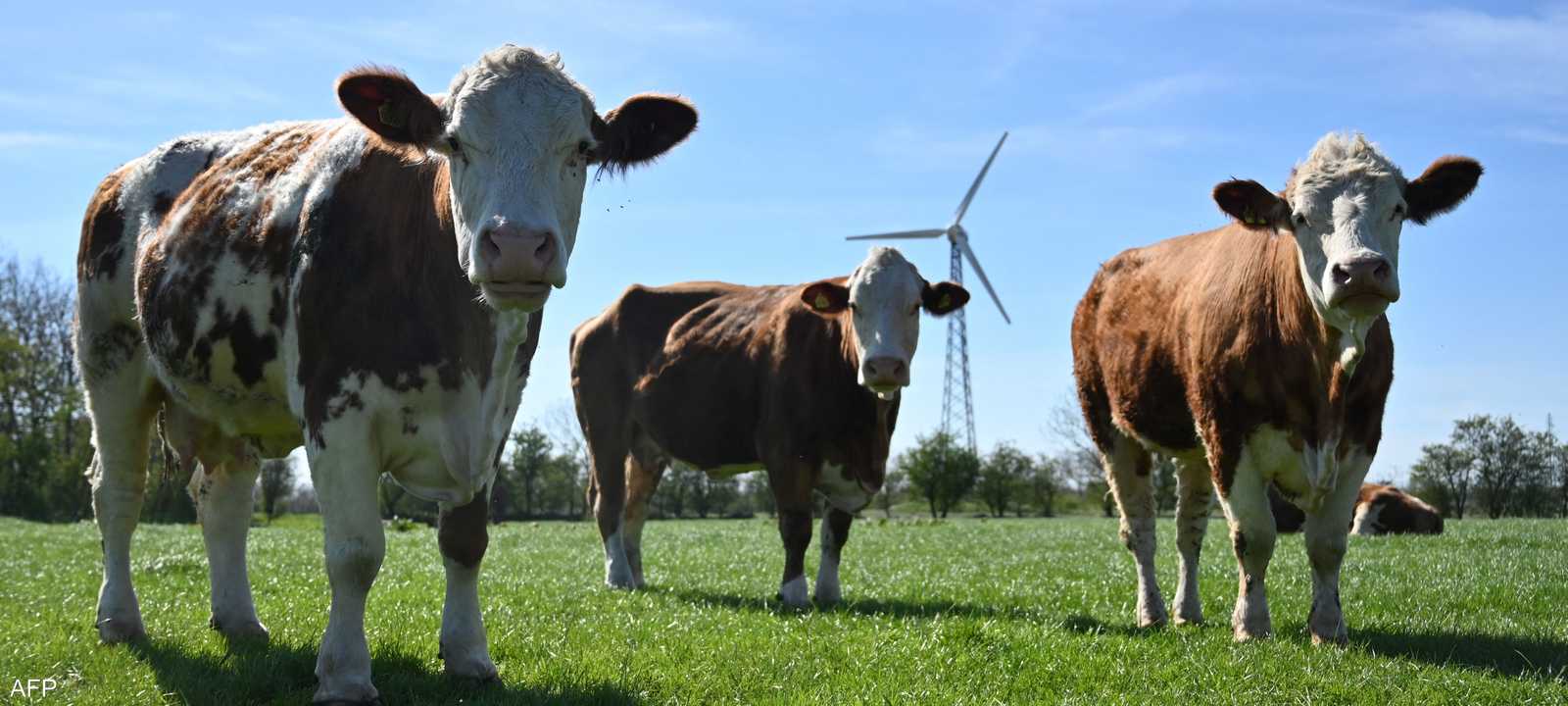 ضريبة كربون على الماشية في الدنمارك