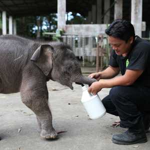 أرشيفية لفيل بورنيو