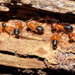 النمل الحفار