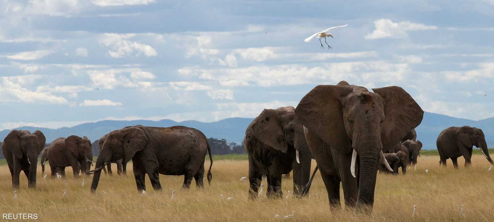 تتكرر حوادث قتل الأفيال للبشر في جنوب إفريقيا وزيمبابوي