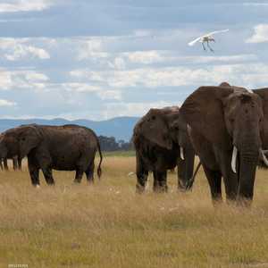 تتكرر حوادث قتل الأفيال للبشر في جنوب إفريقيا وزيمبابوي