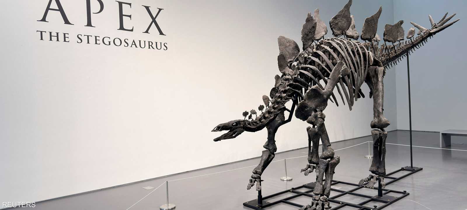 "أبيكس" من الحفريات الأكثر اكتمالا التي عثر عليها في التاريخ