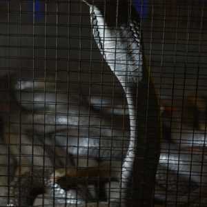 حددت منظمة الصحة العالمية لدغات الثعابين كأولوية في برنامجها