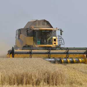 مصر أكبر مستوردي القمح في العالم