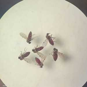 ينتشر أوروبوش من خلال لدغات الهاموش والبعوض المصاب