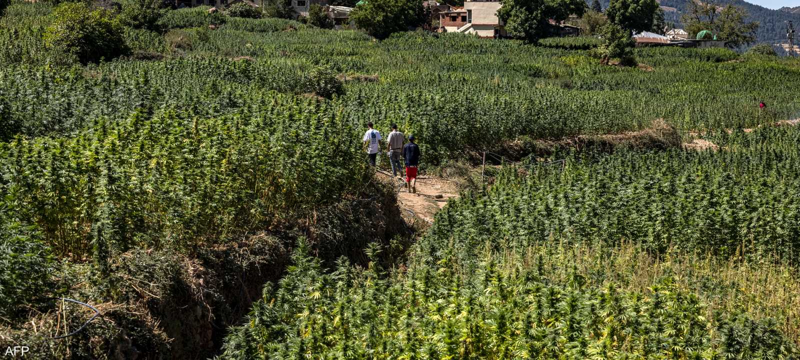 المغرب تبنى قانونا يبيح زراعة القنب الهندي لأغراض محددة