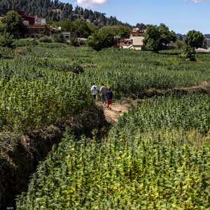 المغرب تبنى قانونا يبيح زراعة القنب الهندي لأغراض محددة