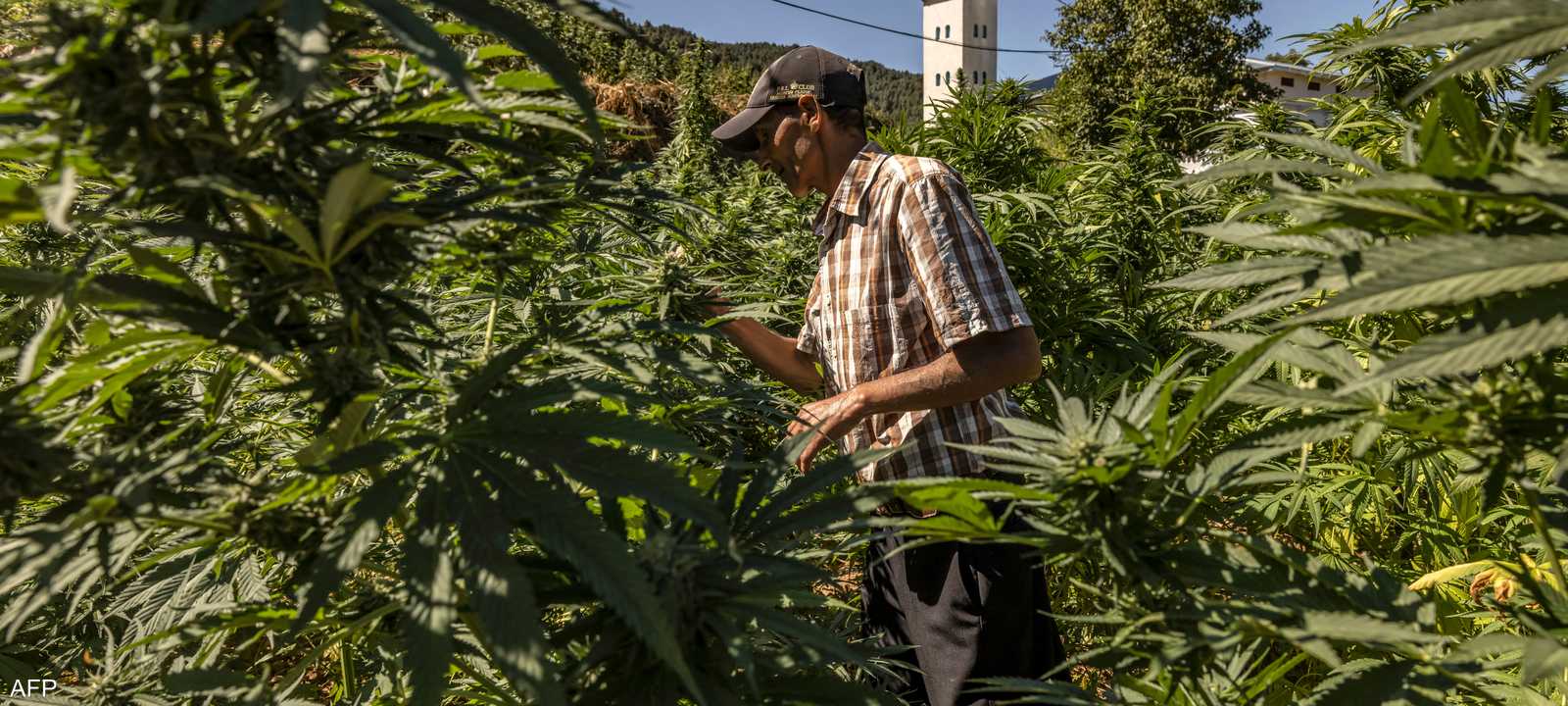 مزارع في حقل للقنب الهندي في منطقة كتامة بالمغرب