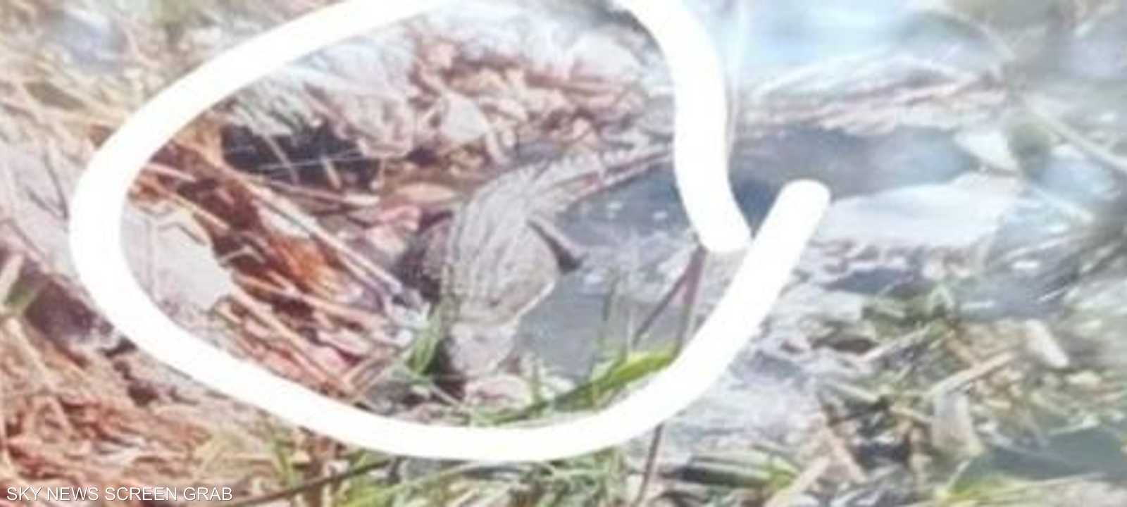 صورة متداولة للتمساح على وسائل التواصل الاجتماعي