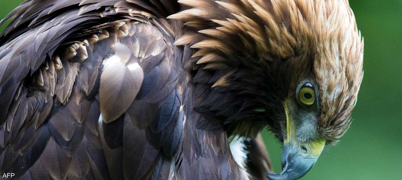 نسر ذهبي -أرشيفية-