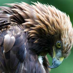 نسر ذهبي -أرشيفية-