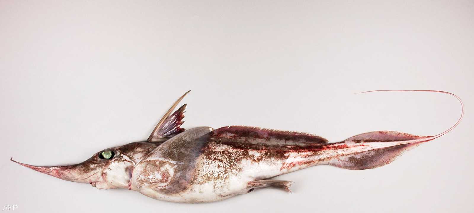 نوع جديد من أسماك القرش الشبح