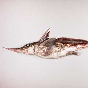 نوع جديد من أسماك القرش الشبح