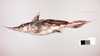 New species of ‘ghost’ shark discovered