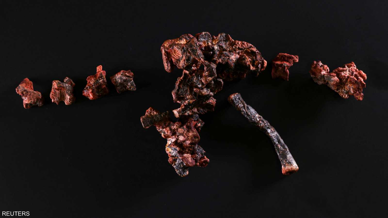 هذا الفصيل من الزواحف لديه أربع أرجل وفي حجم كلب صغير