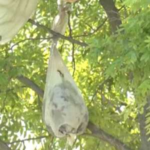 أرشيفية لبالون نفايات أطلق من كوريا الشمالية نحو جارتها