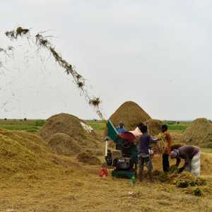 بنغلاديش هي ثالث أكبر منتج للأرز في العالم