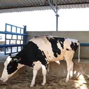 مصراتة - ليبيا