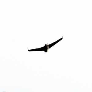 مسيرة تابعة لحزب الله