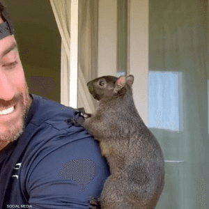 أعدمت ولاية نيويورك السنجاب بعد ورود تقارير بأنه عض شخصا