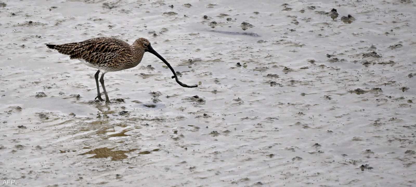 الكروان رفيع المنقار انقرض من أوروبا