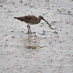 الكروان رفيع المنقار انقرض من أوروبا