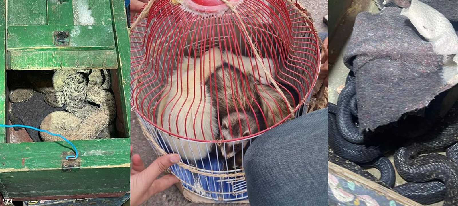 شرطة المغرب توقف تجارة غير مشروعة في حيوانات مهددة بالانقراض