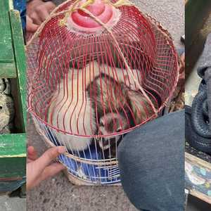 شرطة المغرب توقف تجارة غير مشروعة في حيوانات مهددة بالانقراض