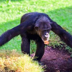 قرد الشمبانزي