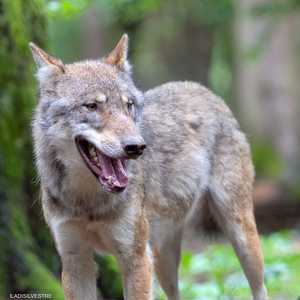 تشهد الذئاب تزايدا مضطردا في الاتحاد الأوروبي