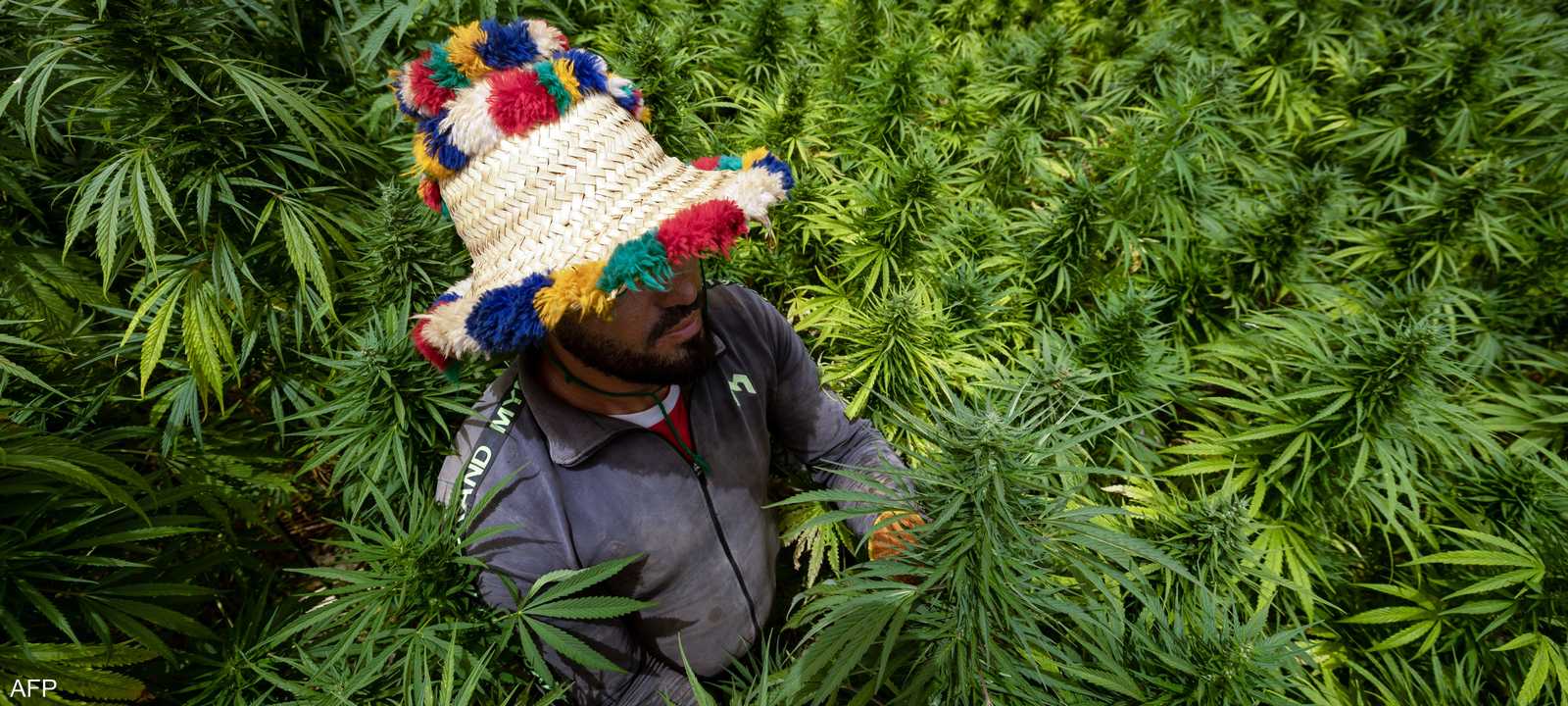 مزارع وسط محاصيل القنب الهندي في شفشاون