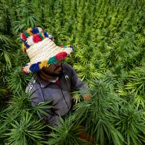 مزارع وسط محاصيل القنب الهندي في شفشاون