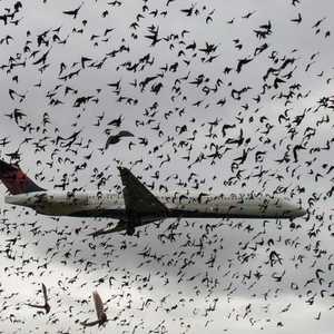 أسراب الطيور تشكل خطرا كبيرا على الملاحة الجوية